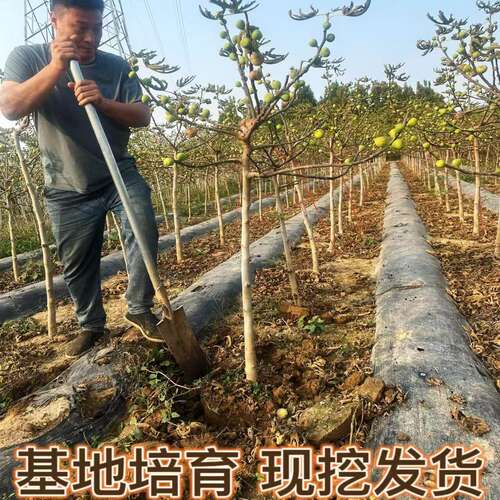 特大无花果树果苗矮化带土南方北方种植波姬红青皮盆地栽无花果苗