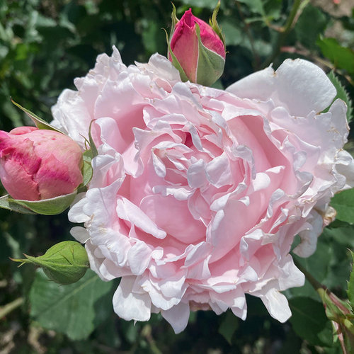 新品索菲罗莎/苏菲罗莎淡粉色浓香大花四季开月季长势好抗病强