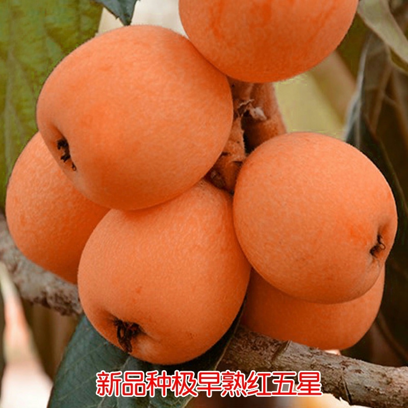 新品种极早熟红五星枇杷耐寒南方北方种植