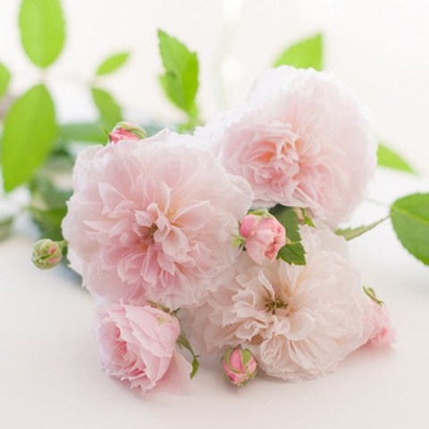 月季 花间小路 花色柔美清新香味品种小苗