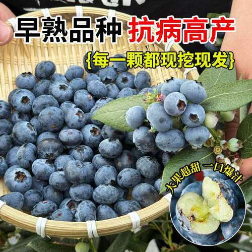 蓝莓树果苗特大号盆栽带大果带花苞l25蓝莓苗地栽南北方种植果树