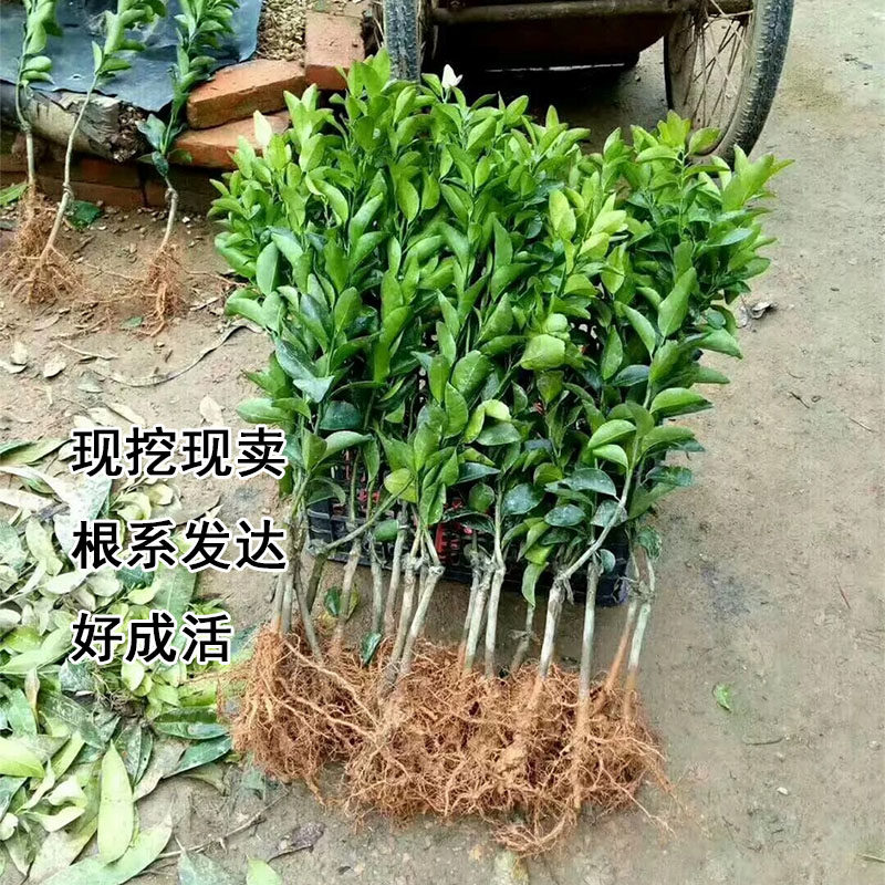 嫁接奉节脐橙苗冰糖橙脐橙苗树苗特大赣南脐橙苗血橙苗早熟橙子苗