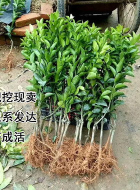 嫁接奉节脐橙苗冰糖橙脐橙苗树苗特大赣南脐橙苗血橙苗早熟橙子苗
