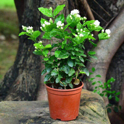 茉莉花盆栽室内外虎头四季好养 香水藤花卉观花植物带花苞绿植
