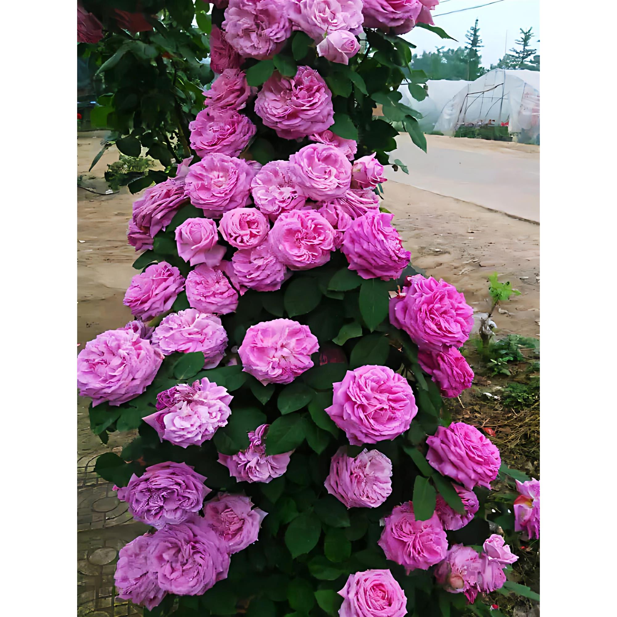 无刺特大花朵藤本浓香月季花苗盆栽西枝牡丹四季庭院爬藤蔷薇花卉图片