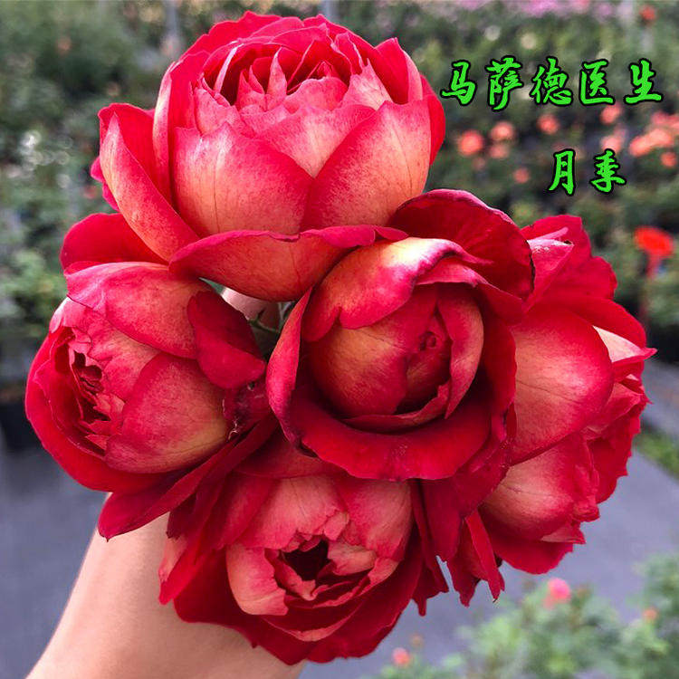 精选马萨德医生月季大花浓香包子多季开花卉灌木抗病花园阳台盆栽