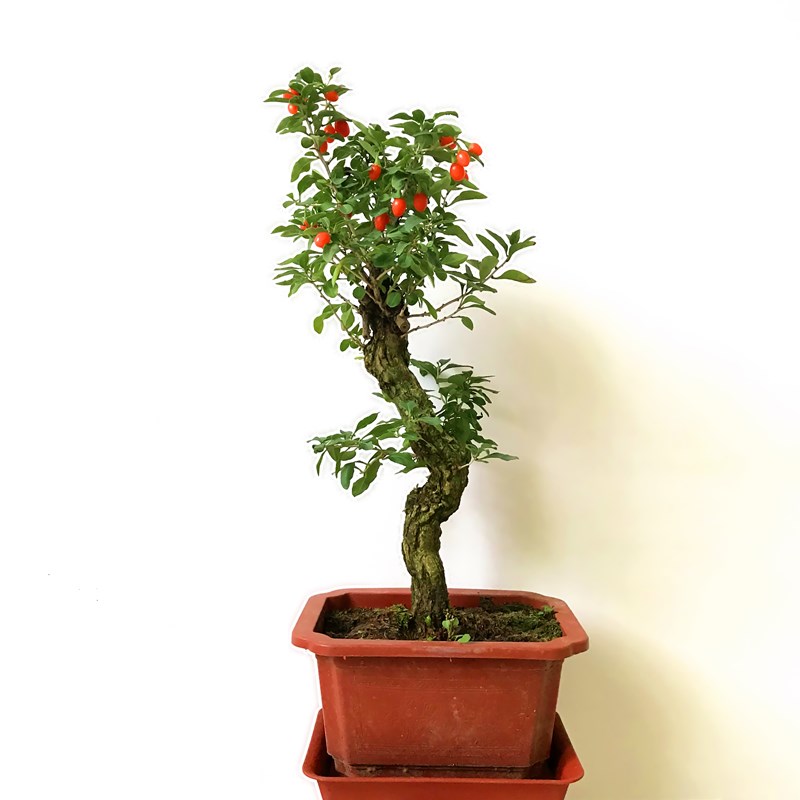 宁夏红枸杞树苗提根老桩盆栽盆景阳台庭院植物非常容易四季好养