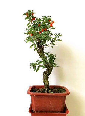 宁夏红枸杞树苗提根老桩盆栽盆景阳台庭院植物非常容易四季好养