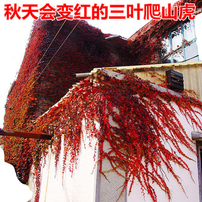 庭院攀援爬藤植物五叶地锦-三叶爬山虎大苗子-红叶爬墙虎盆栽