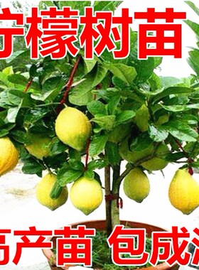 香水柠檬树苗 盆栽 结果 四季柠檬 室内室外阳台果树北方当年结果