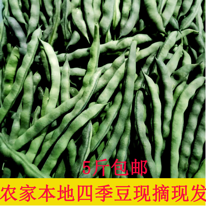 四季豆芸豆青豆荚蔬菜