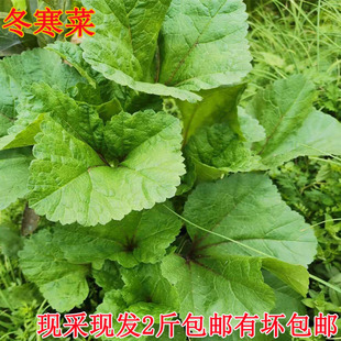 新鲜冬寒菜糯米冬旱菜冬苋菜马蹄菜农家种植3斤包邮当季时令蔬菜