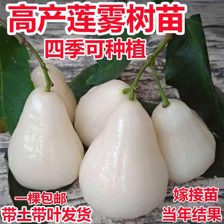 新品种莲雾苗台湾白莲雾果树苗嫁