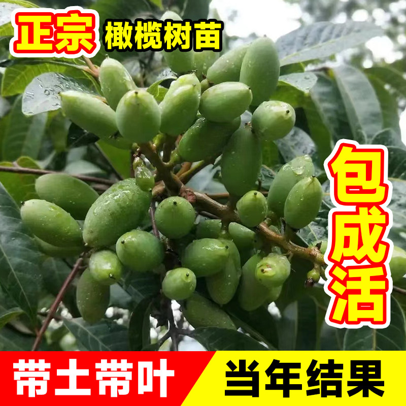 白色橄榄树树苗甜橄榄苗老桩福建潮汕南方北方庭院盆栽水果树果苗 - 实物图