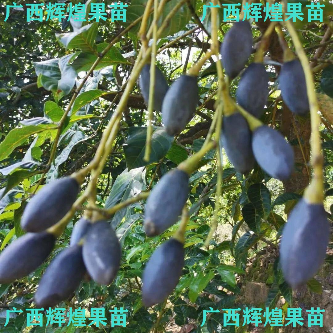 果树苗乌榄乌橄榄黑橄榄苗嫁接苗南方种植果树盆栽地栽苗带土带叶