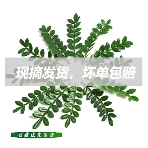 烘培食品蛋糕店装饰用叶子