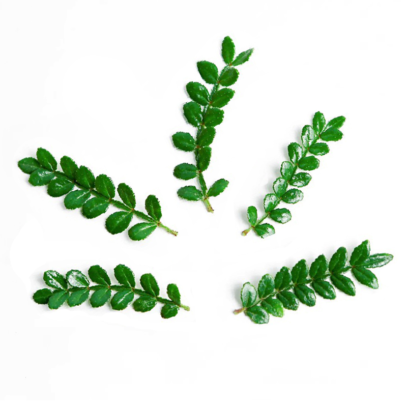 清香木冷藏盒装散装酒店摆盘花草