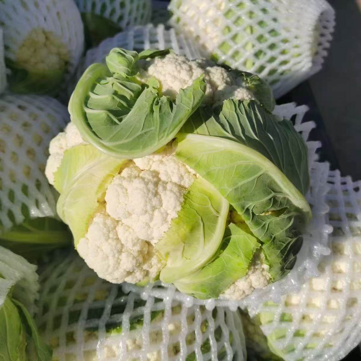 云南白花菜农家菜花脆嫩散菜花花菜露天花椰菜时令蔬菜新鲜现摘