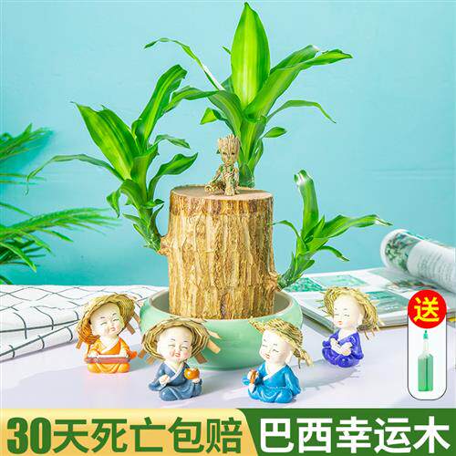 巴西木格鲁特小树人幸运木开花水养盆栽绿植室内桌面花卉植物办公