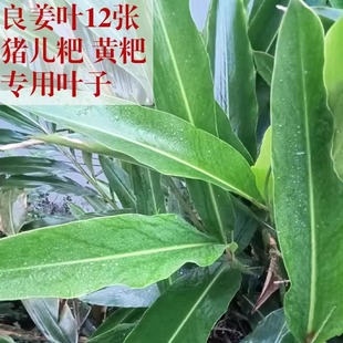 新鲜良姜叶四川泸州宜宾特产包猪儿粑叶子叶儿粑黄粑专用重庆12张