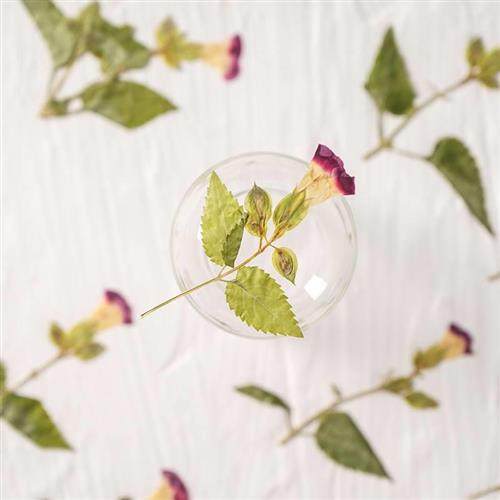 夏堇花带枝 押花花iy贺d卡书签滴胶薰饰品配件香蜡烛干夏堇花带压