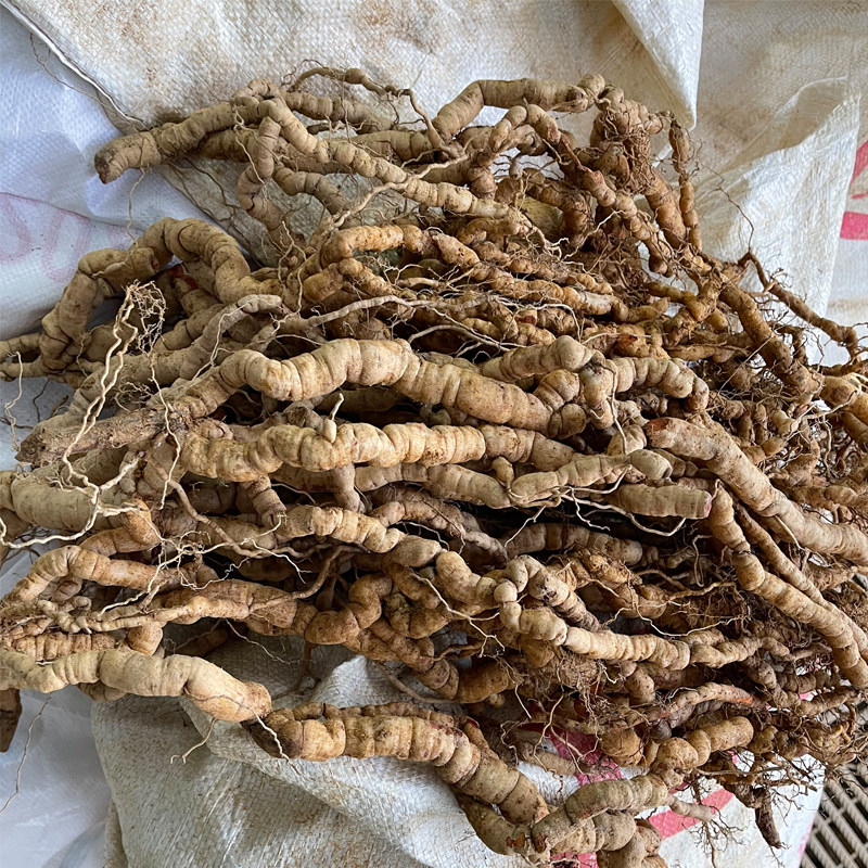 生鲜现挖巴戟天中药材产地农户自销鲜巴戟凤眼根鸡肠风煲汤泡酒料