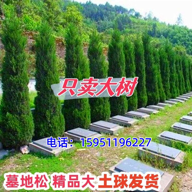 松柏树苗 龙柏苗 塔柏侧柏圆柏扁柏宝塔松道路围墙耐寒耐旱四季青