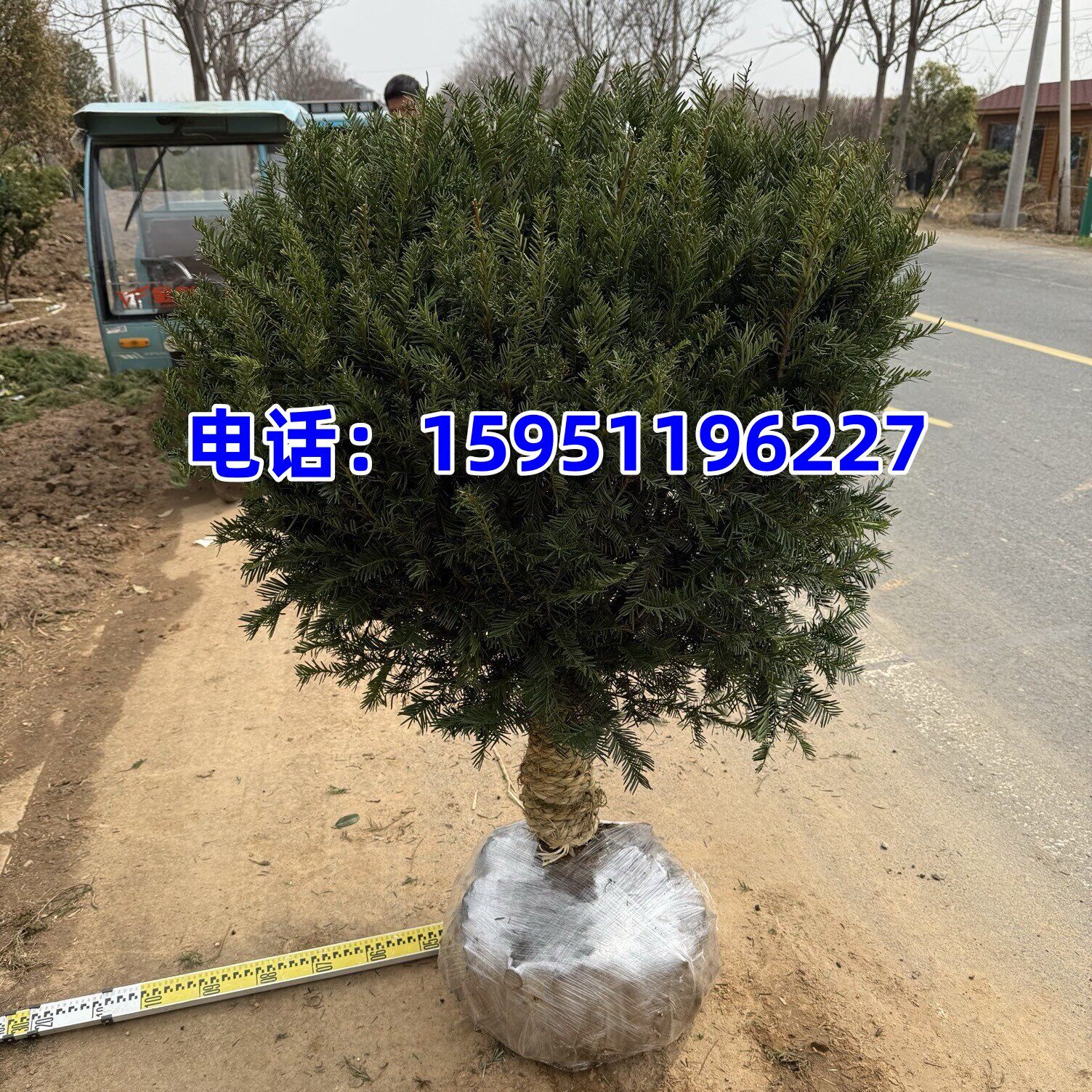 带果曼地亚红豆杉球型盆栽树苗大型盆景老桩庭院结果植物耐寒绿植