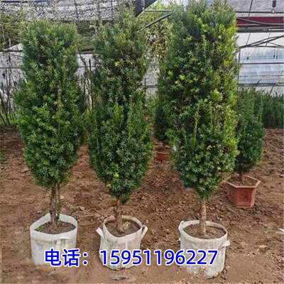 曼地亚红豆杉大型盆栽绿植净化空气吸甲醛矮胖粗壮型红豆杉大树苗
