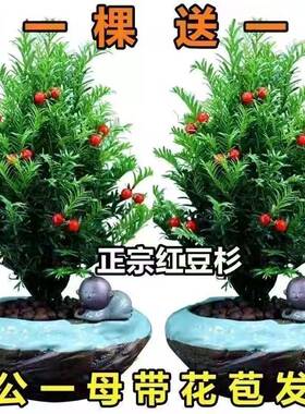 耐寒植物正宗红豆杉树苗花卉盆栽绿植盆景好养四季地亚室内外栽植