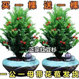 耐寒植物正宗红豆杉树苗花卉盆栽绿植盆景好养四季地亚室内外栽植