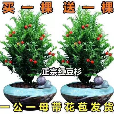 耐寒植物正宗红豆杉树苗花卉盆栽绿植盆景好养四季地亚室内外栽植