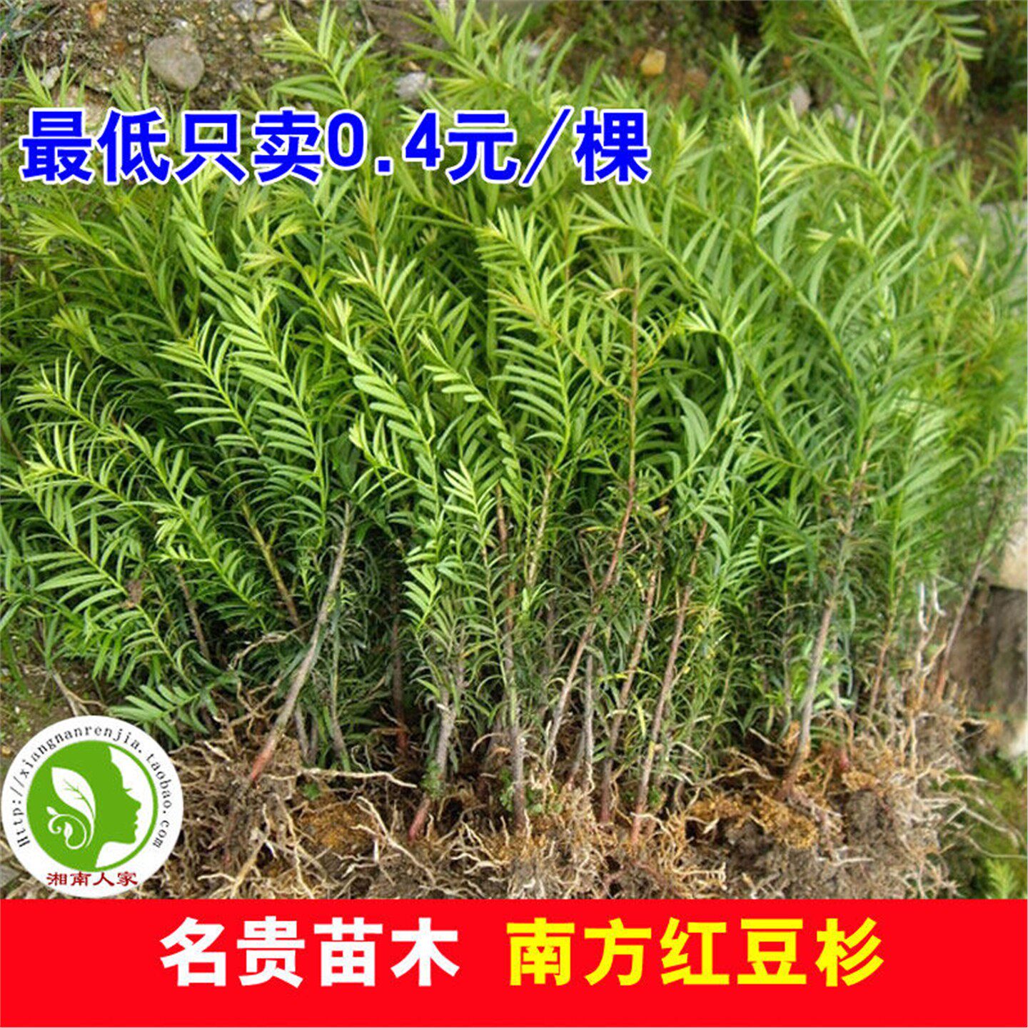 正宗南方红豆杉树苗 珍稀名贵苗木 红豆杉行道绿植盆景盆栽大小苗