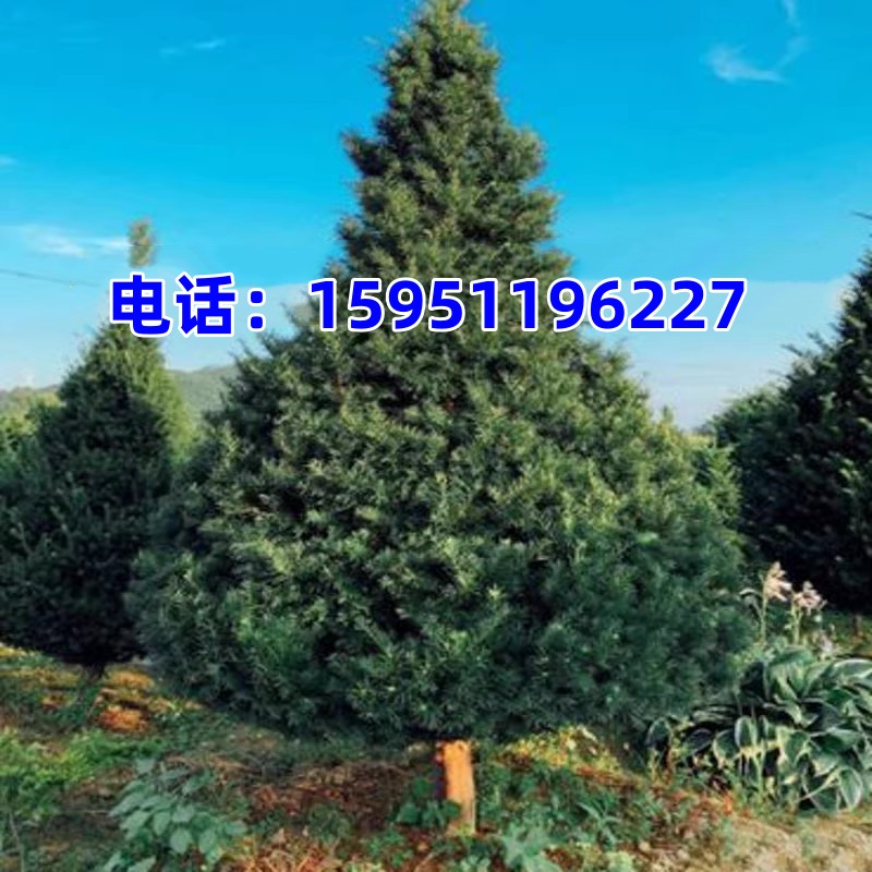 北方红豆杉耐寒植物红豆杉