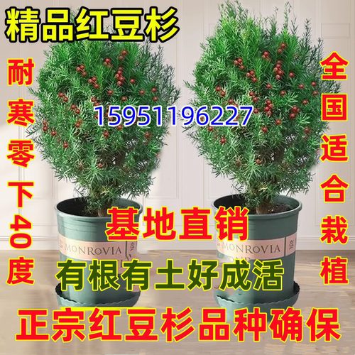 东北红豆杉盆栽红豆杉苗耐阴植物