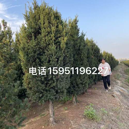 绿植盆栽红豆杉盆景植物客厅摆放室外红豆杉大树苗别墅庭院植物
