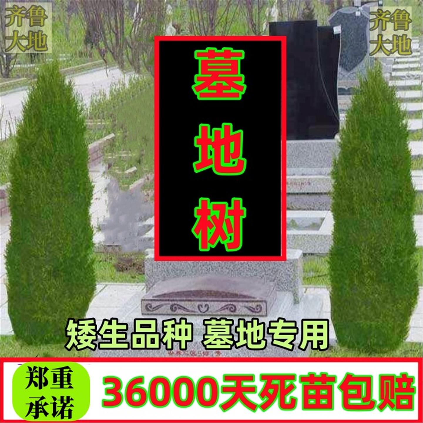 祭祖松树塔柏树苗松柏龙柏圆柏洒金柏四季长青耐寒耐旱带土发货图片