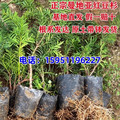 红豆杉树苗曼地亚盆栽名贵盆景