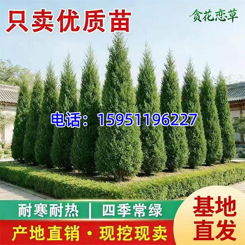 柏树苗塔柏树苗蜀桧侧柏圆柏松树宝塔松龙柏柏树树苗四季常青树