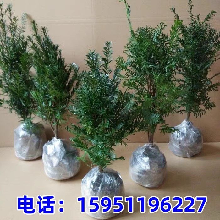 正宗东北红豆杉树苗正宗绿植地栽室外盆栽盆景苗庭院耐寒植物阳台