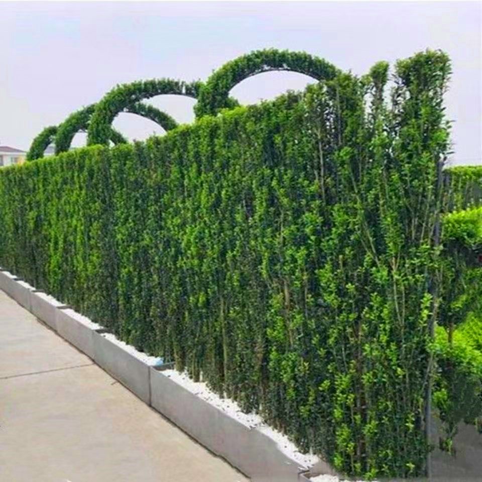 围墙篱笆植物北海道黄杨冬青苗四季常青耐寒庭院绿篱花卉小区树苗