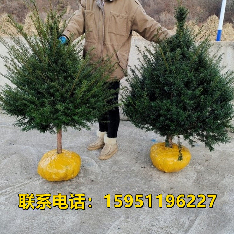 曼地亚红豆杉红豆杉盆景耐寒