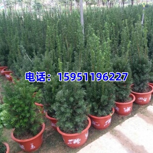正宗矮紫杉盆景大树苗盆栽地栽庭院别墅室内客厅净化空气常绿