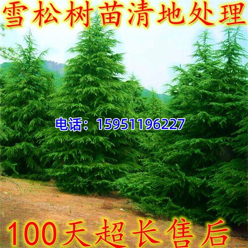 雪松树苗四季常青耐寒柏树黑松绿化苗木风景树华山松白皮松宝塔松