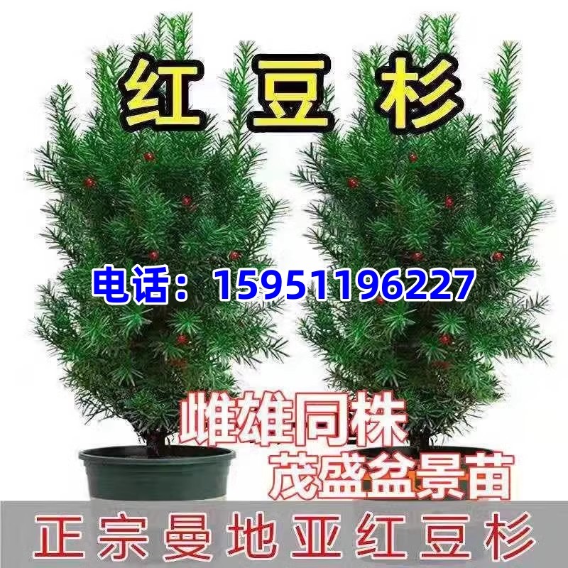 带果雌雄同株曼地亚红豆杉盆景树苗盆栽庭院别墅植物室内外绿植