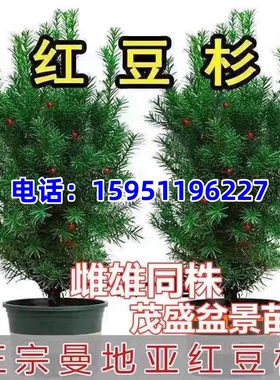 带果雌雄同株曼地亚红豆杉盆景树苗盆栽庭院别墅植物室内外绿植