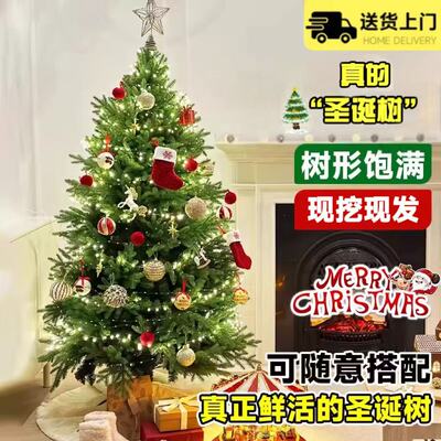 圣诞树真树大型室外商场云杉盆栽活的松树真的诺贝松室内2025新款