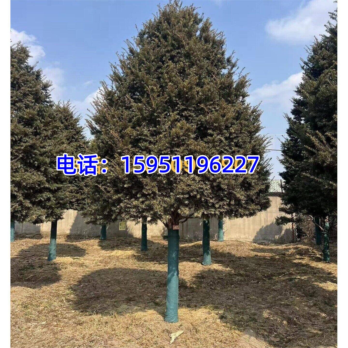 红豆杉树苗大型红豆杉盆景苗室内绿植吸甲醛植物曼地亚红豆杉树苗