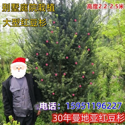 正宗曼地亚红豆杉耐寒品种盆栽树苗大型红豆杉盆景庭院栽植红豆杉