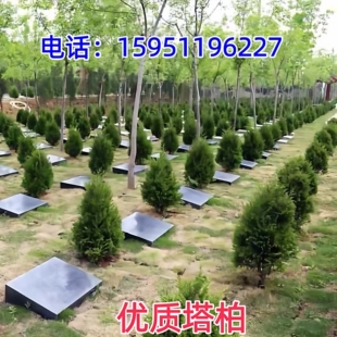 宝塔松塔柏 大树带土 松树苗 龙柏侧柏圆柏桧柏松柏树苗 柏树苗
